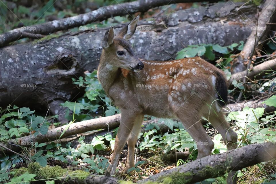 Fawn wandering in the woods