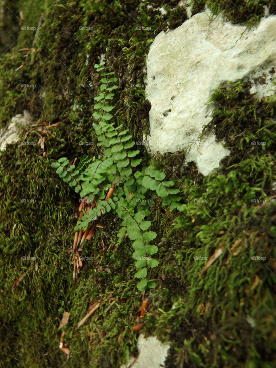 fern