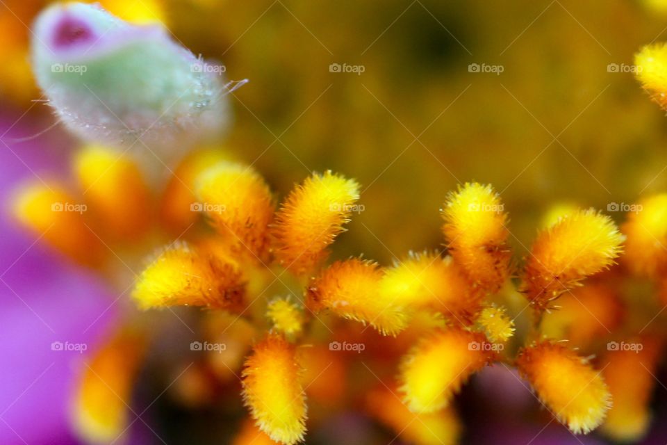 Yellow and Orange Stamens