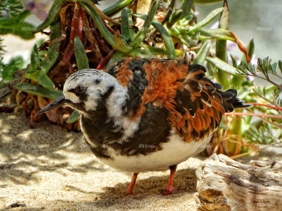 California Coastal Waterfowl
