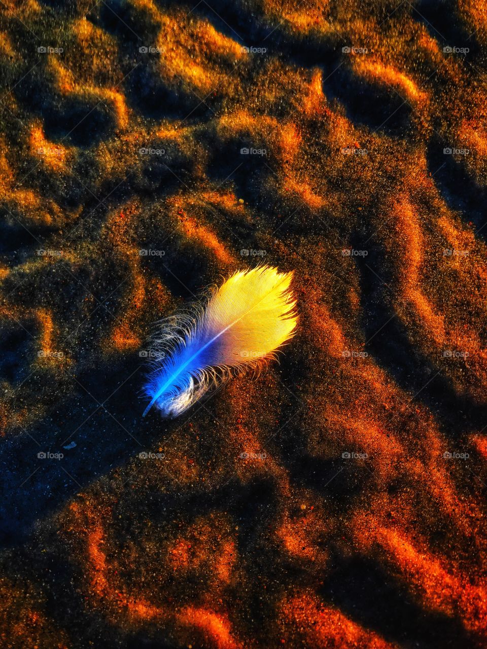 Feather on the beach—taken in St. Augustine, Florida 