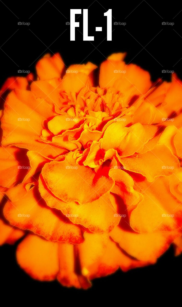 A beautifully captured photo of marigold flower with black background named as FL-1