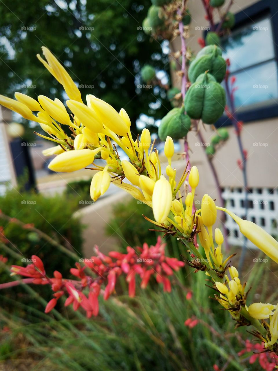 Yellow blooming stalk