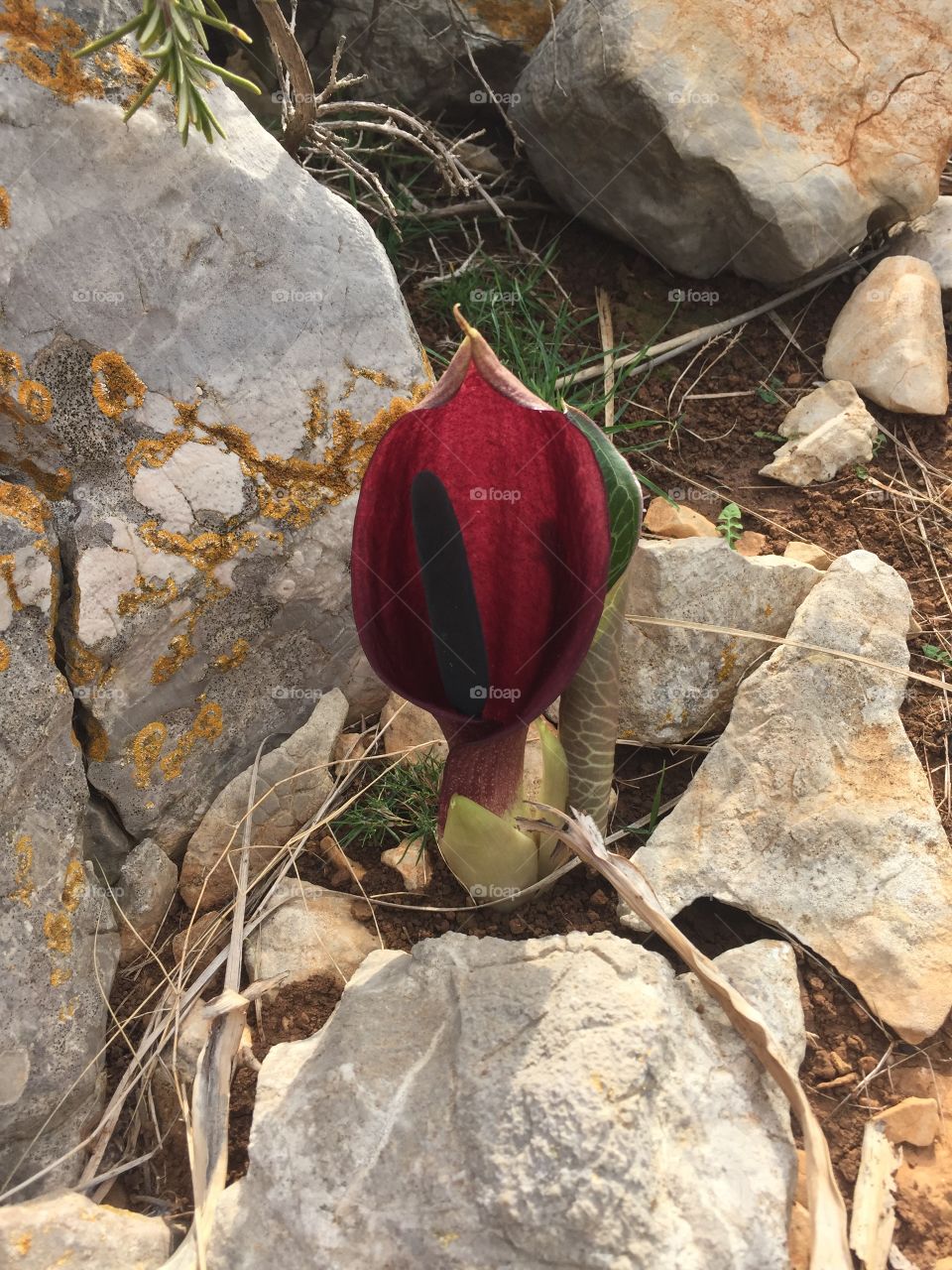 The vibrant red between the rocks of Spain 