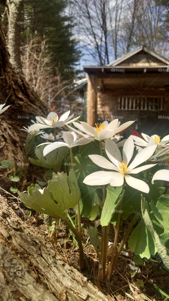 First Signs of Spring. The first flowers in bloom at my house.