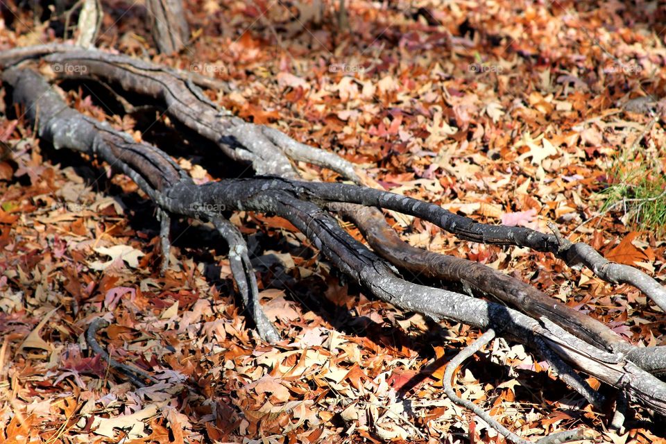 fallen tree