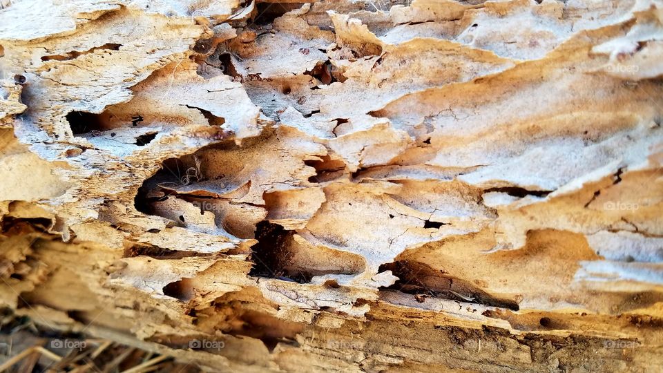 wood log