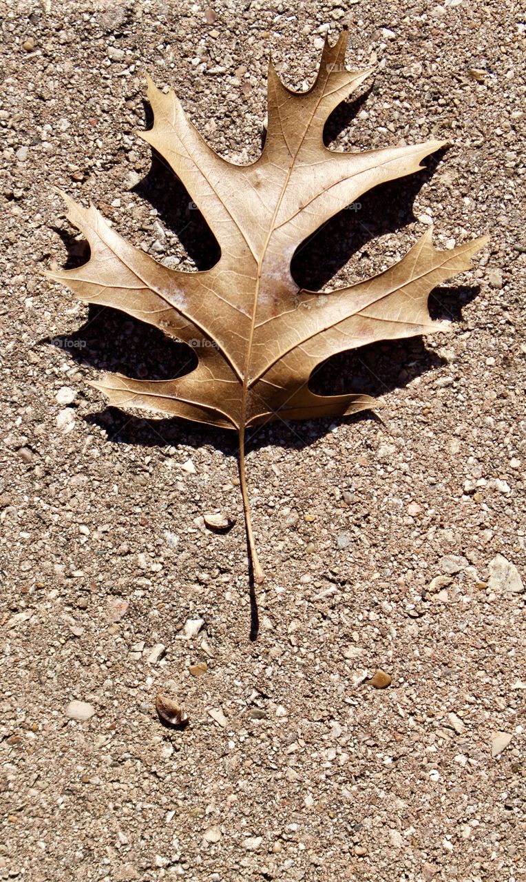 Leaf on the brick