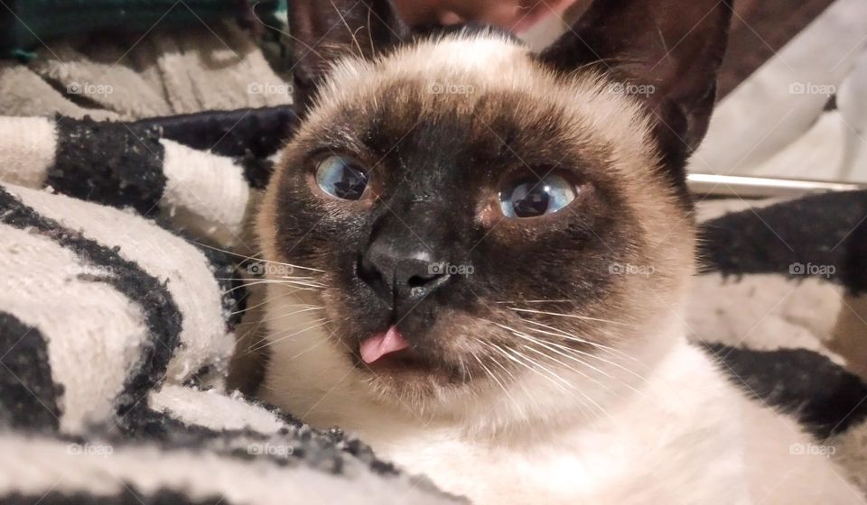 photo of a very funny cat