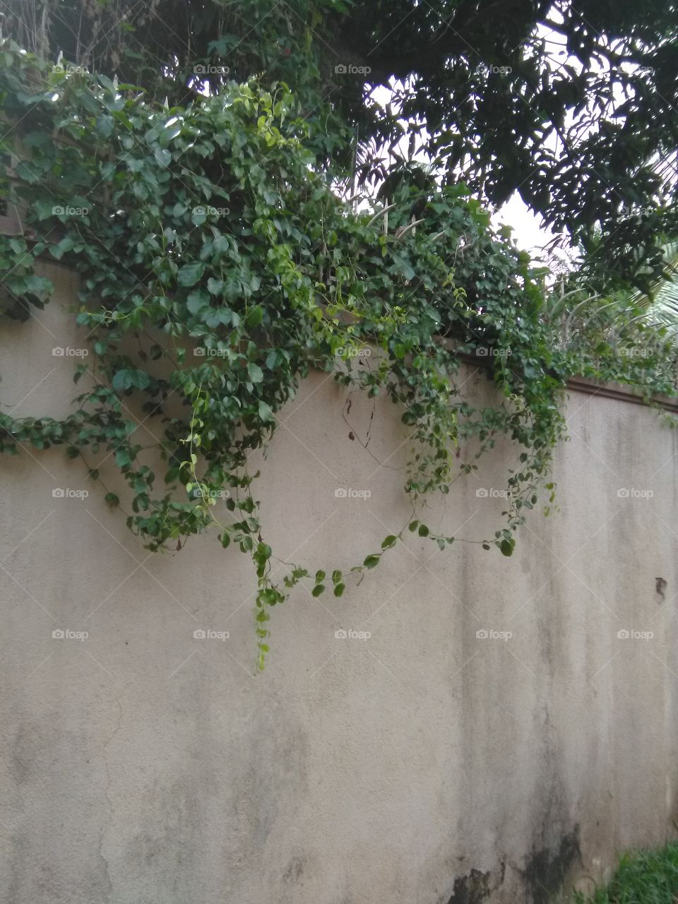 wall plant