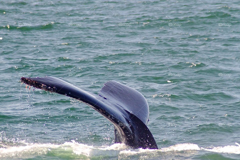 Whale Fluke I. Monterey Bay CA