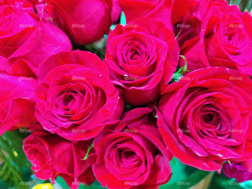 Rose, Romance, Love, Blooming, Petal