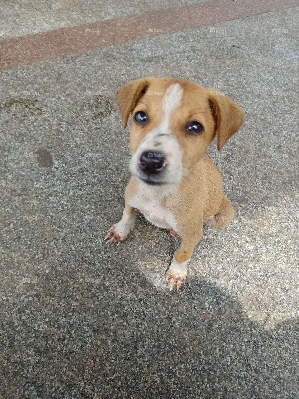 small puppy brown and white colour locking at camera clousup photo