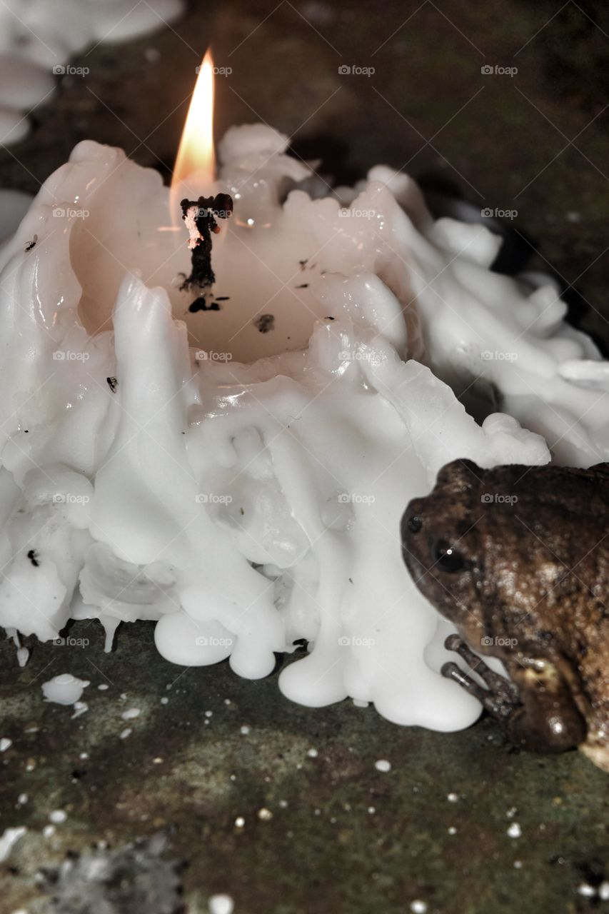candle frog