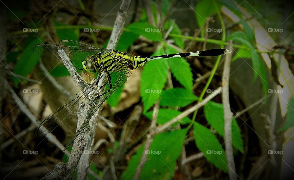 Lovely dragonfly stay at branch
