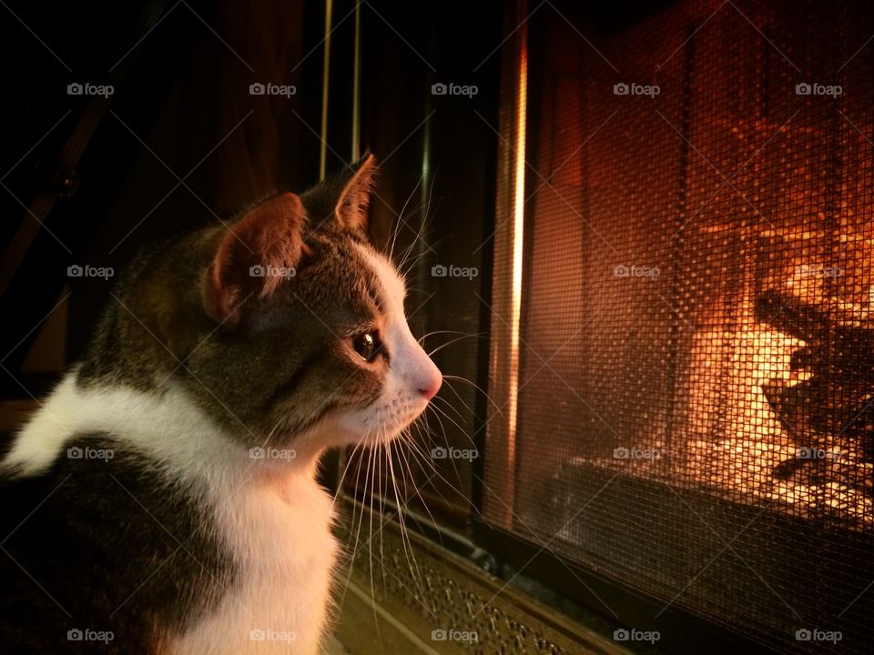Gazing into the fire. A photo of my little cat, Tina, staring into the fire. 