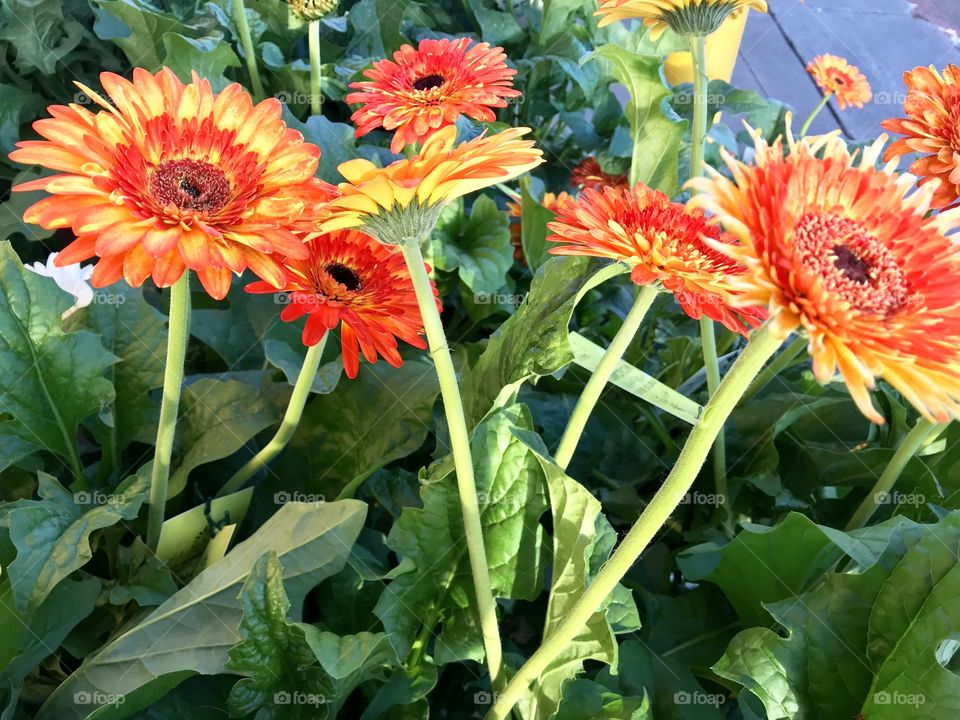 Orange flowers