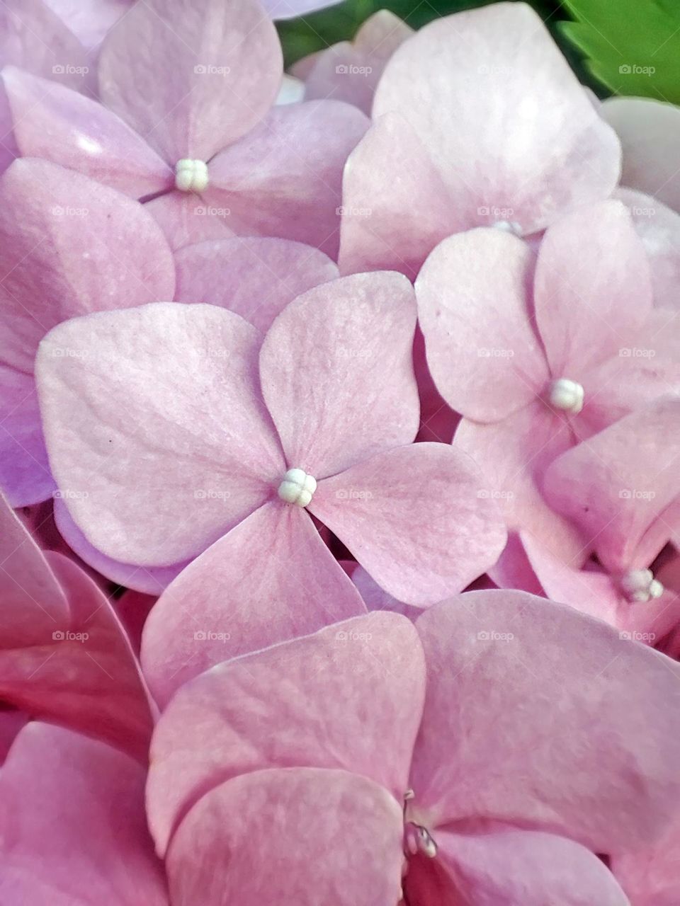 Macro photo of a flower growing in the garden
