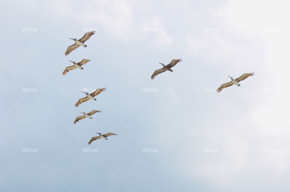 Flock of birds flying in formation in Cancun