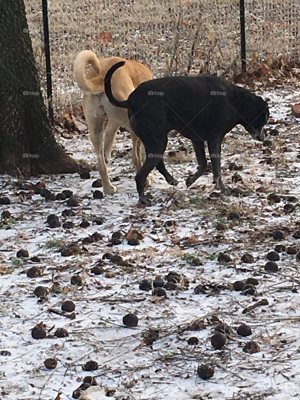 Checking out the frozen ground. They love the cold but when its time to come in its time.
