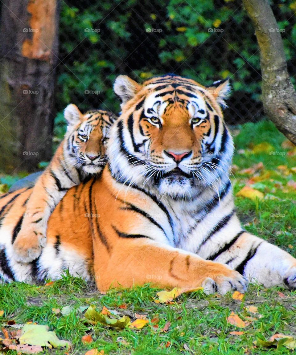beautiful baby tiger and big tiger
