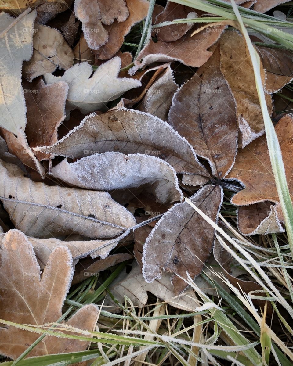 Fallen autumn leaves covered with frost.