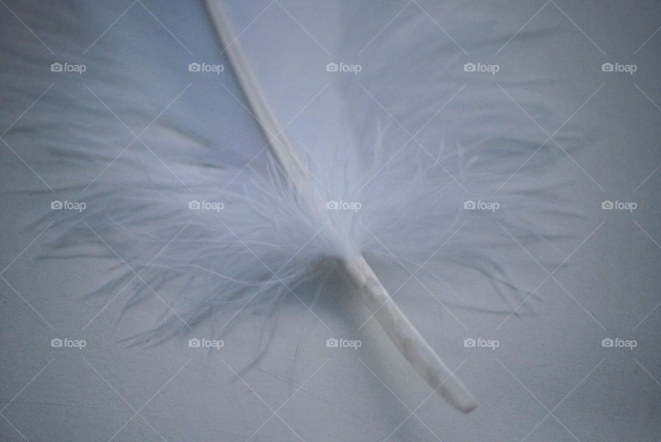 White feather on white background