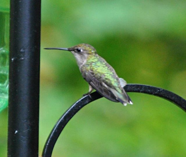 Hummingbird