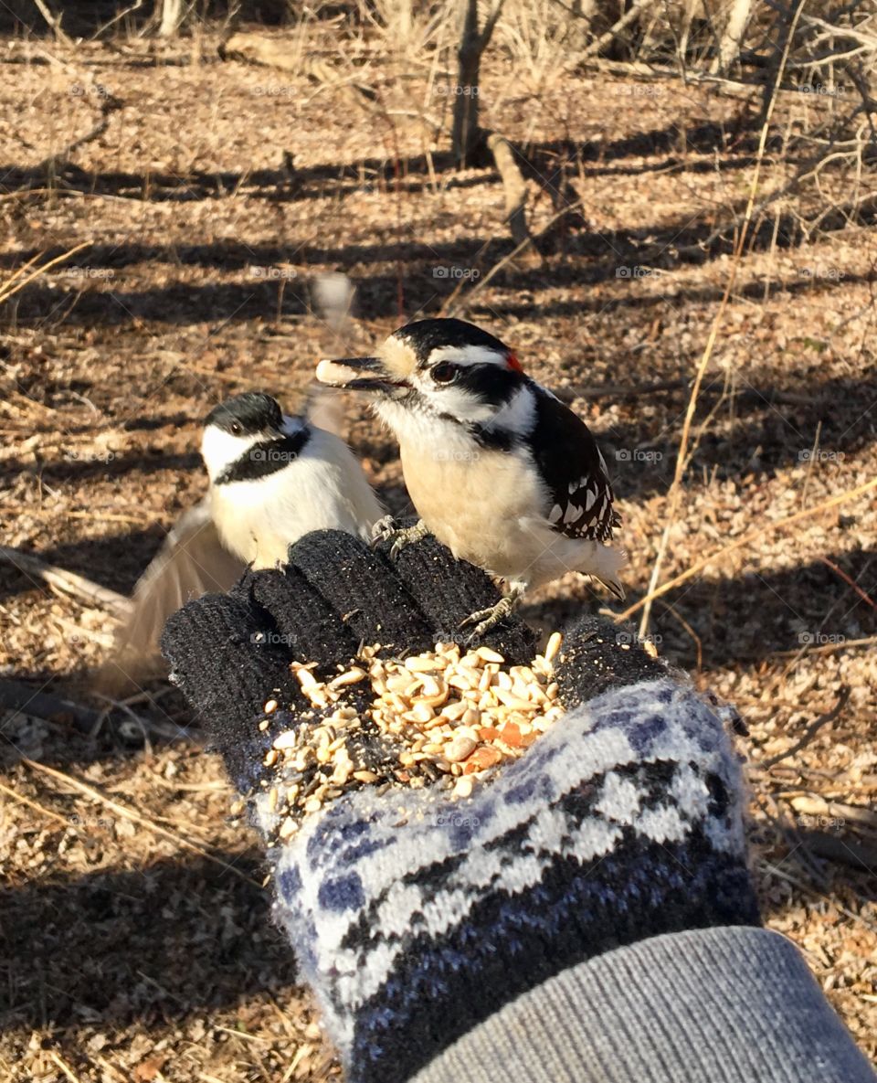 Feeding birds. A woodpecker and chickadee. My hand is gloved as it is cold (Canada). I’m at a wooded conservation area.