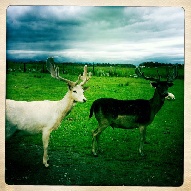 Animals with horns