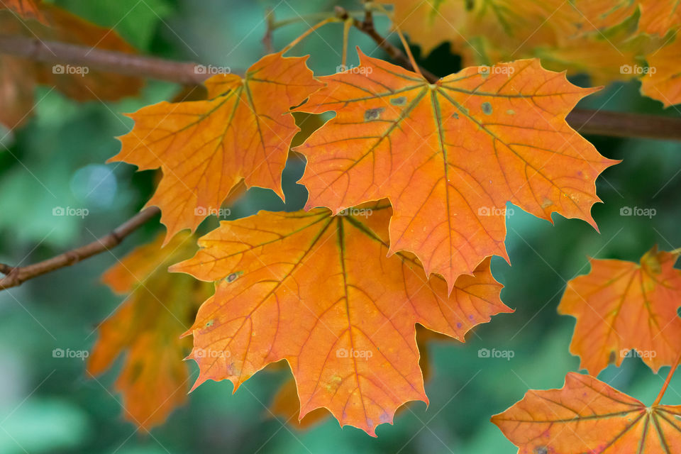 Orange colored maple leaves on a tree branch in autumn 