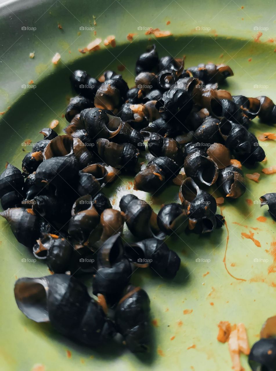 Snail shell on green plastic plate