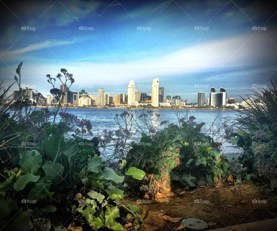 CityScape. San Diego Skyline