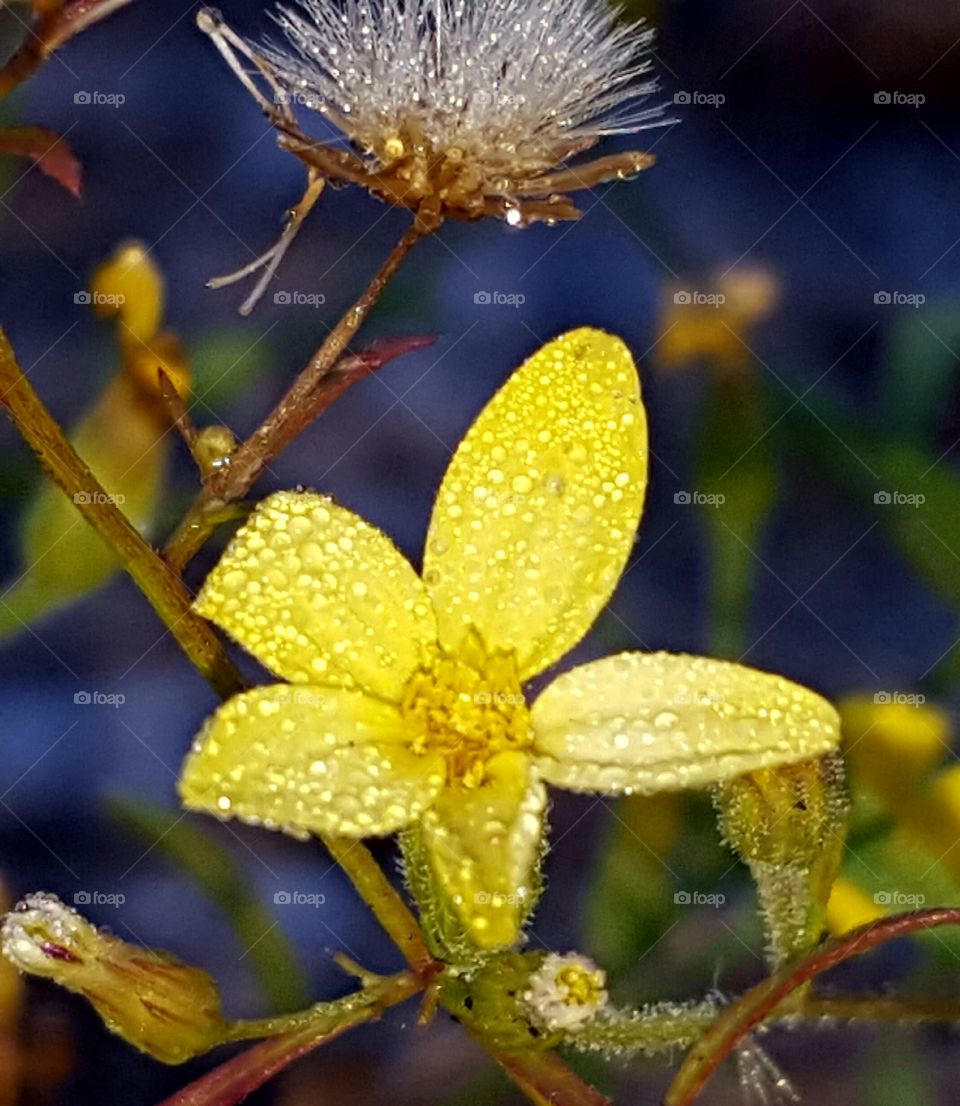 Nature, No Person, Flower, Flora, Leaf