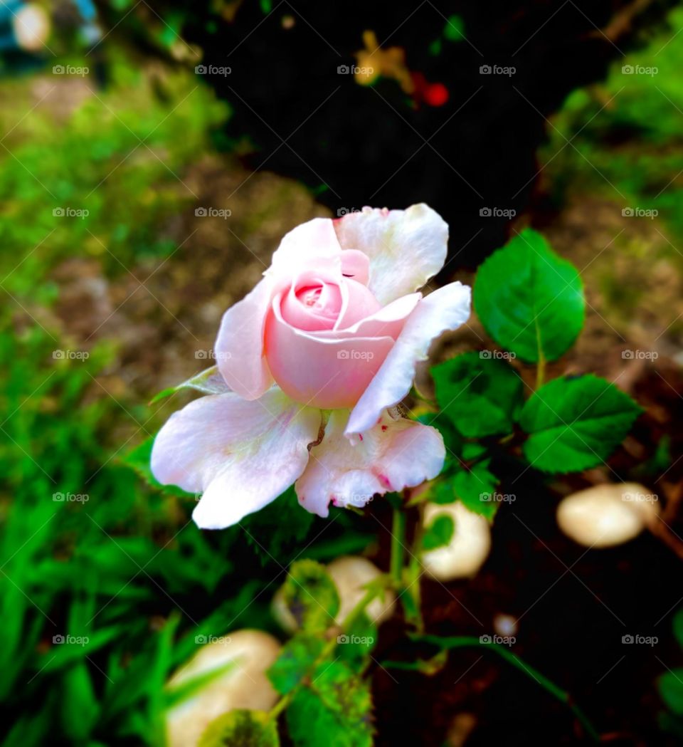 🌹 🇺🇸 Very beautiful flowers to brighten our day.  Live nature and its beauty. Did you like the delicate petals? / 🇧🇷 Flores muito bonitas para alegrar nosso dia. Viva a natureza e sua beleza. Gostaram das pétalas delicadas? 