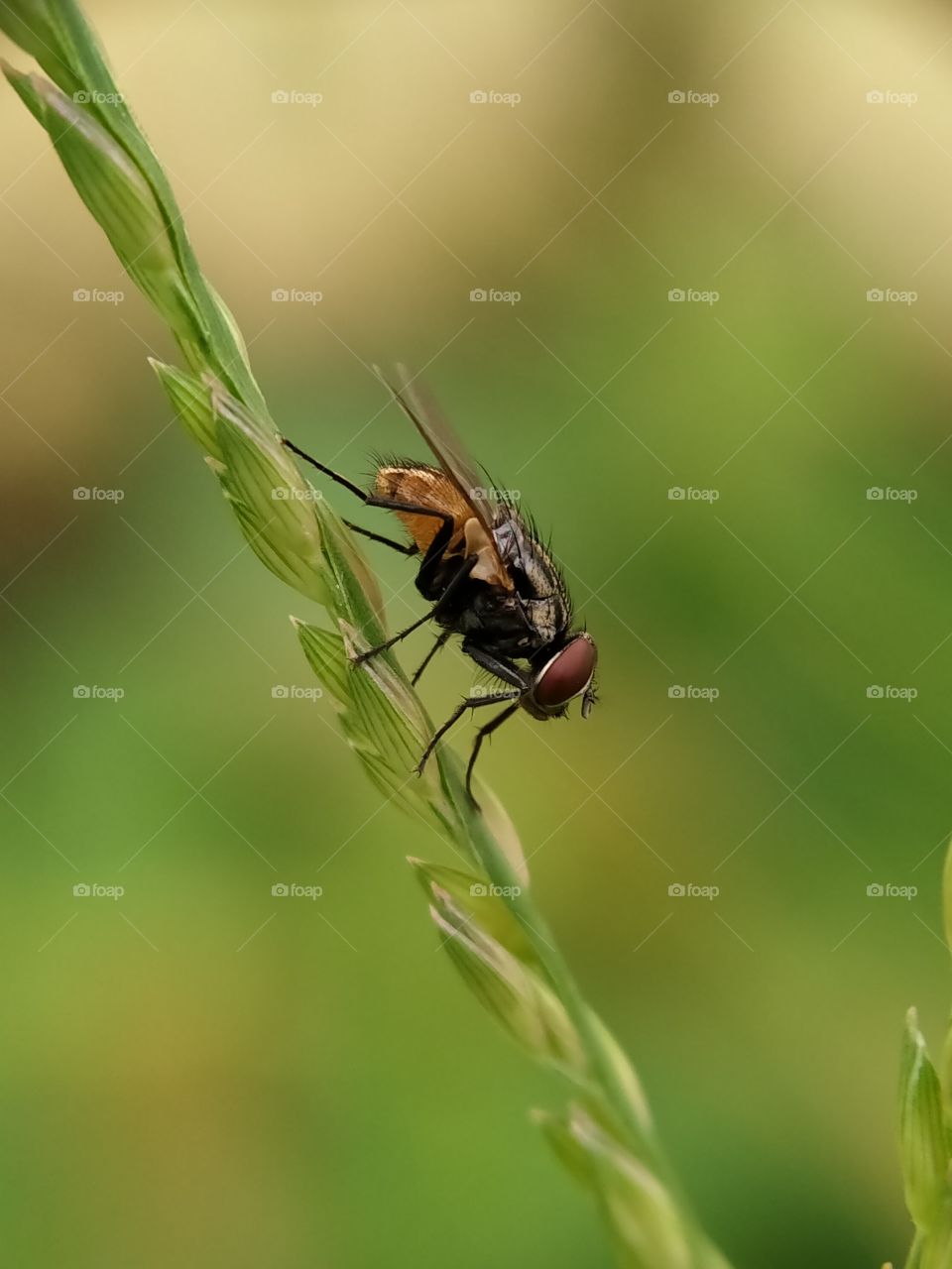 A garden fly is perched on a grass flower.