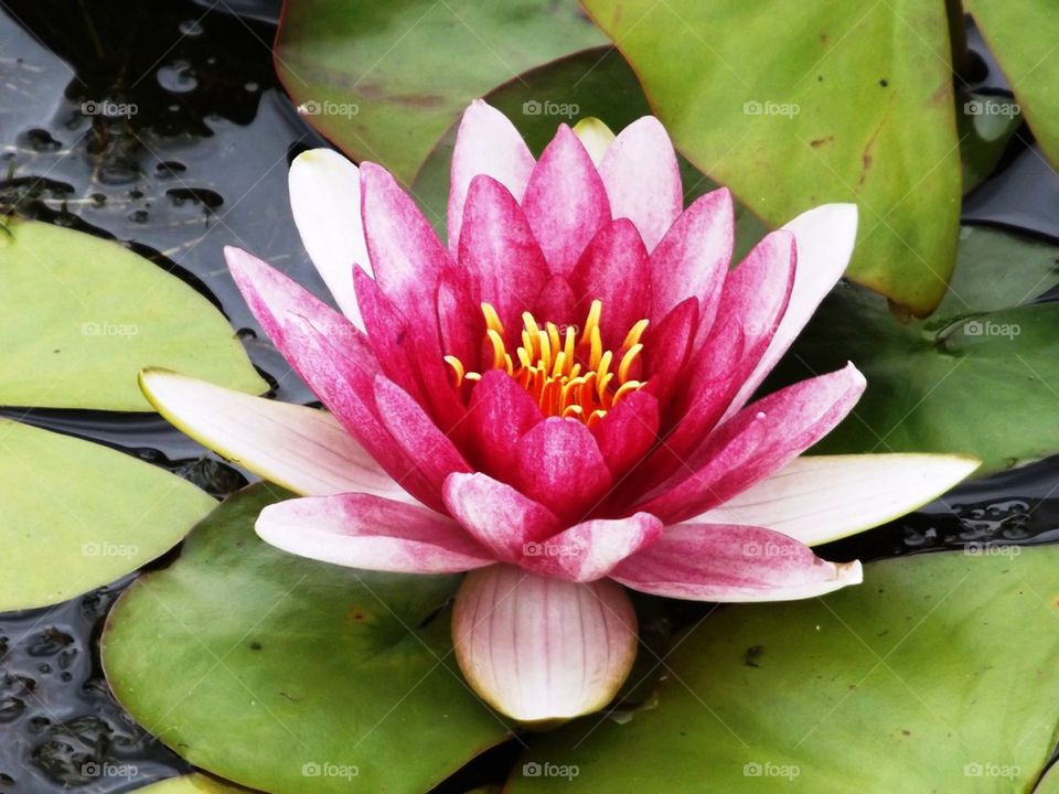 Pink water Lilly 