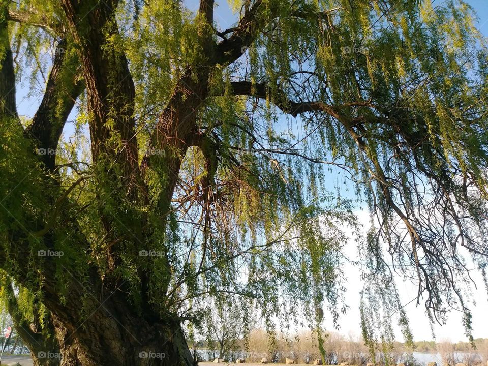 beautiful tree columbia park