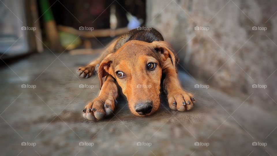puppy taking break after playing games.