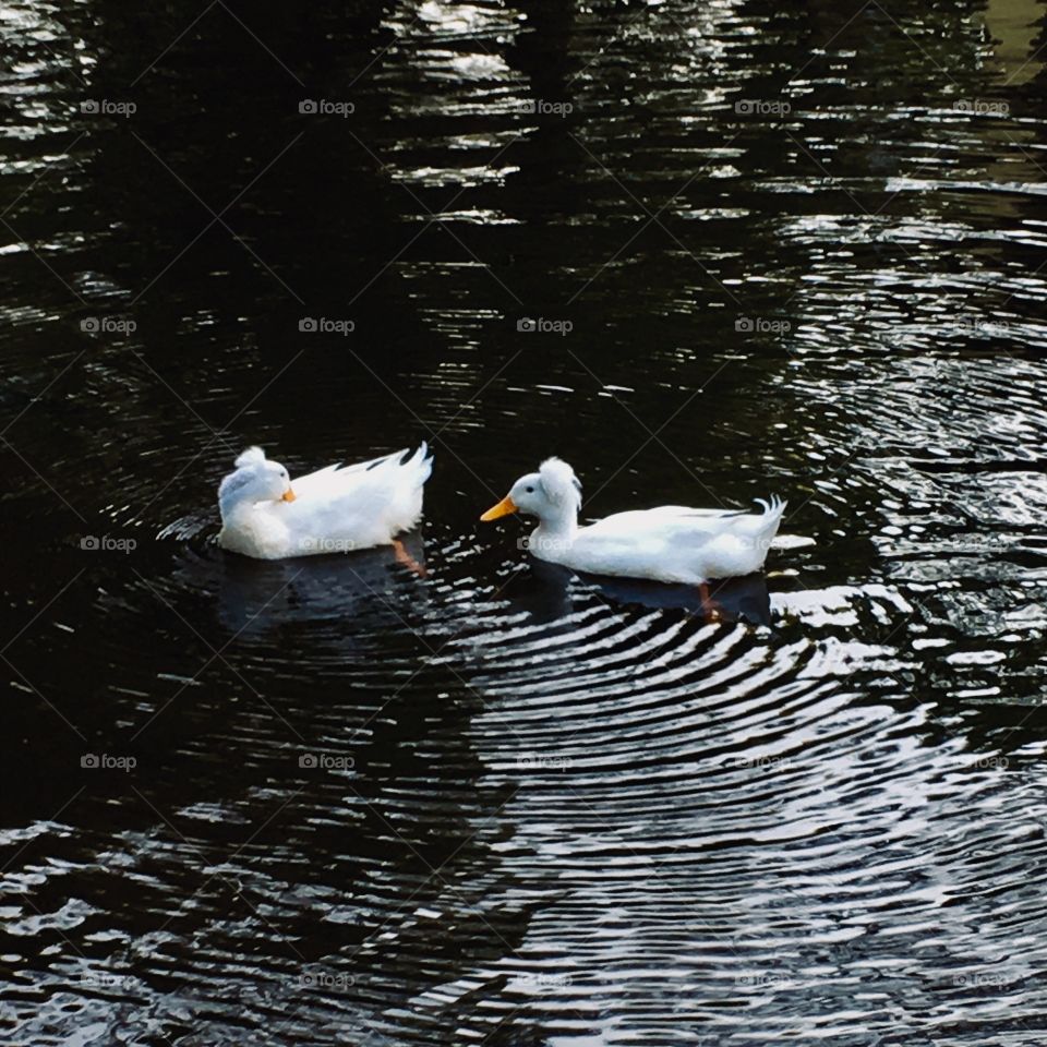 Vejam só os patinhos de topete nadando tranquilamente no lago. Aliás: patos ou marrecos?