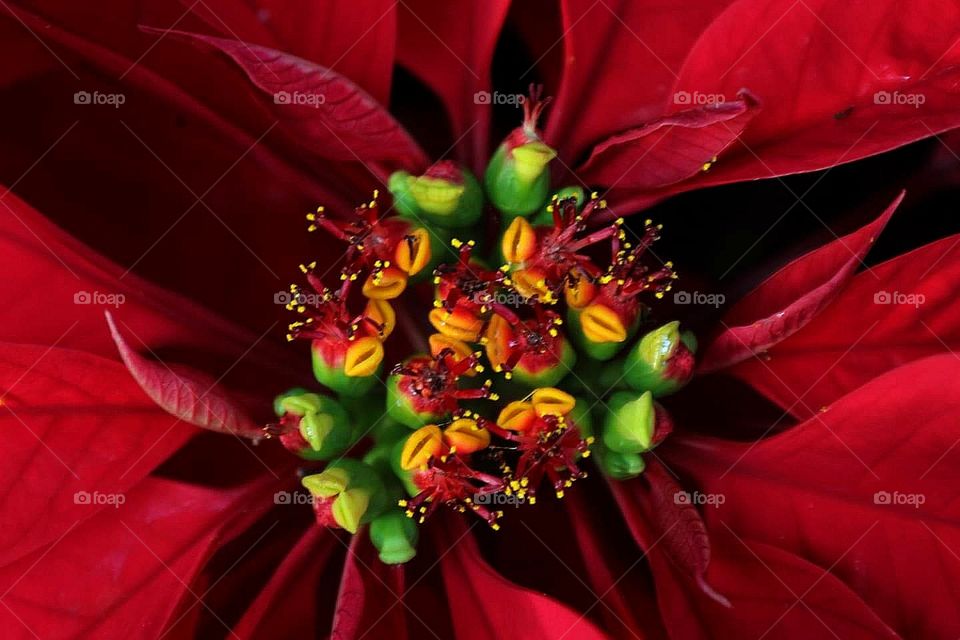 Pointsettia