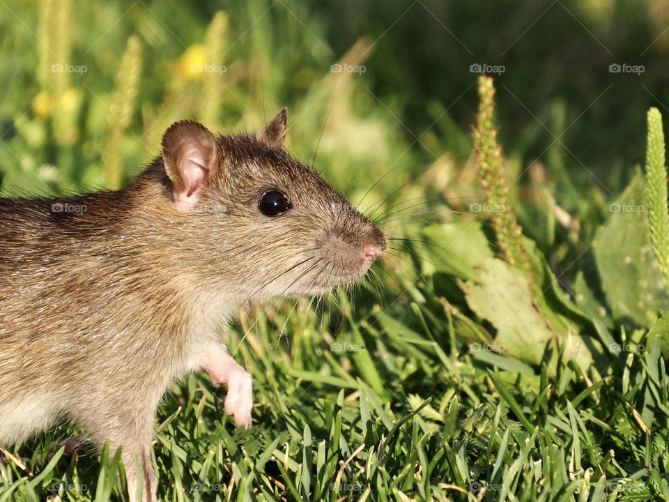 Rat