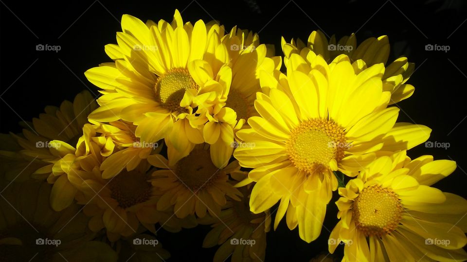 Flower, Nature, Flora, No Person, Color