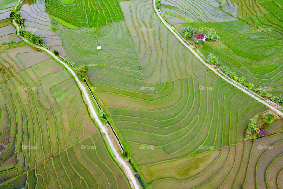 a plot of rice fields from the air