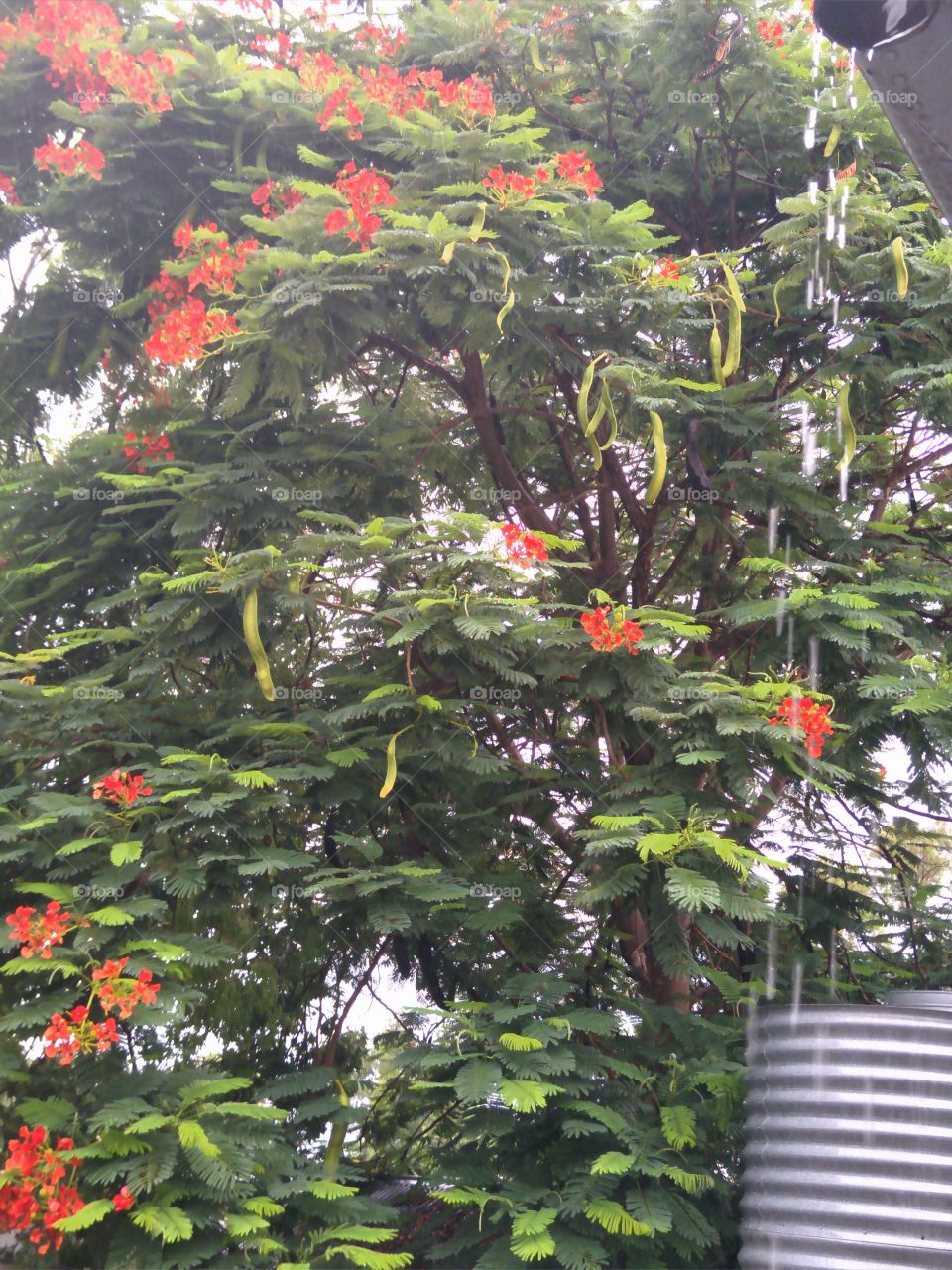 Orange flower tree