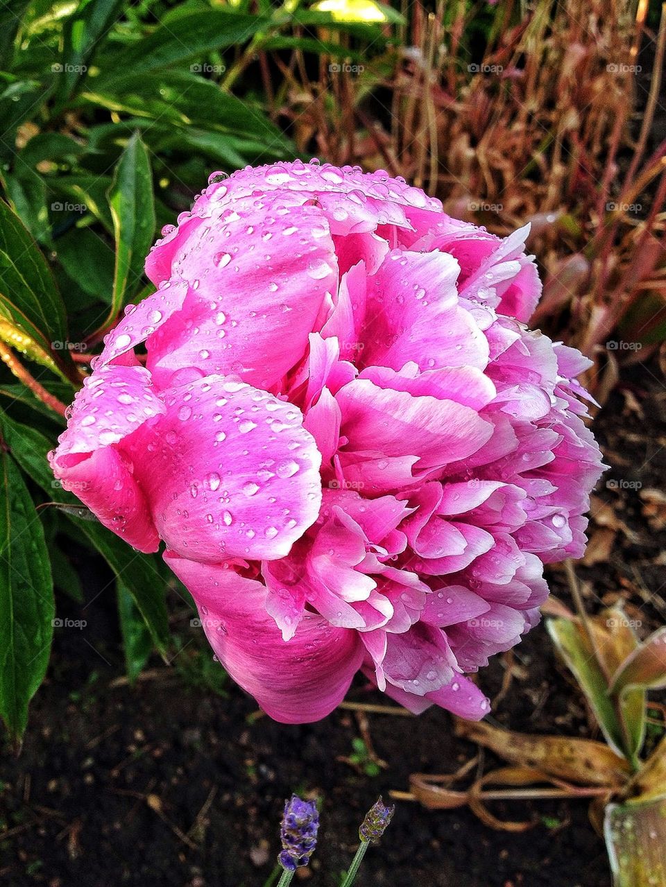 Close-up of pink flower