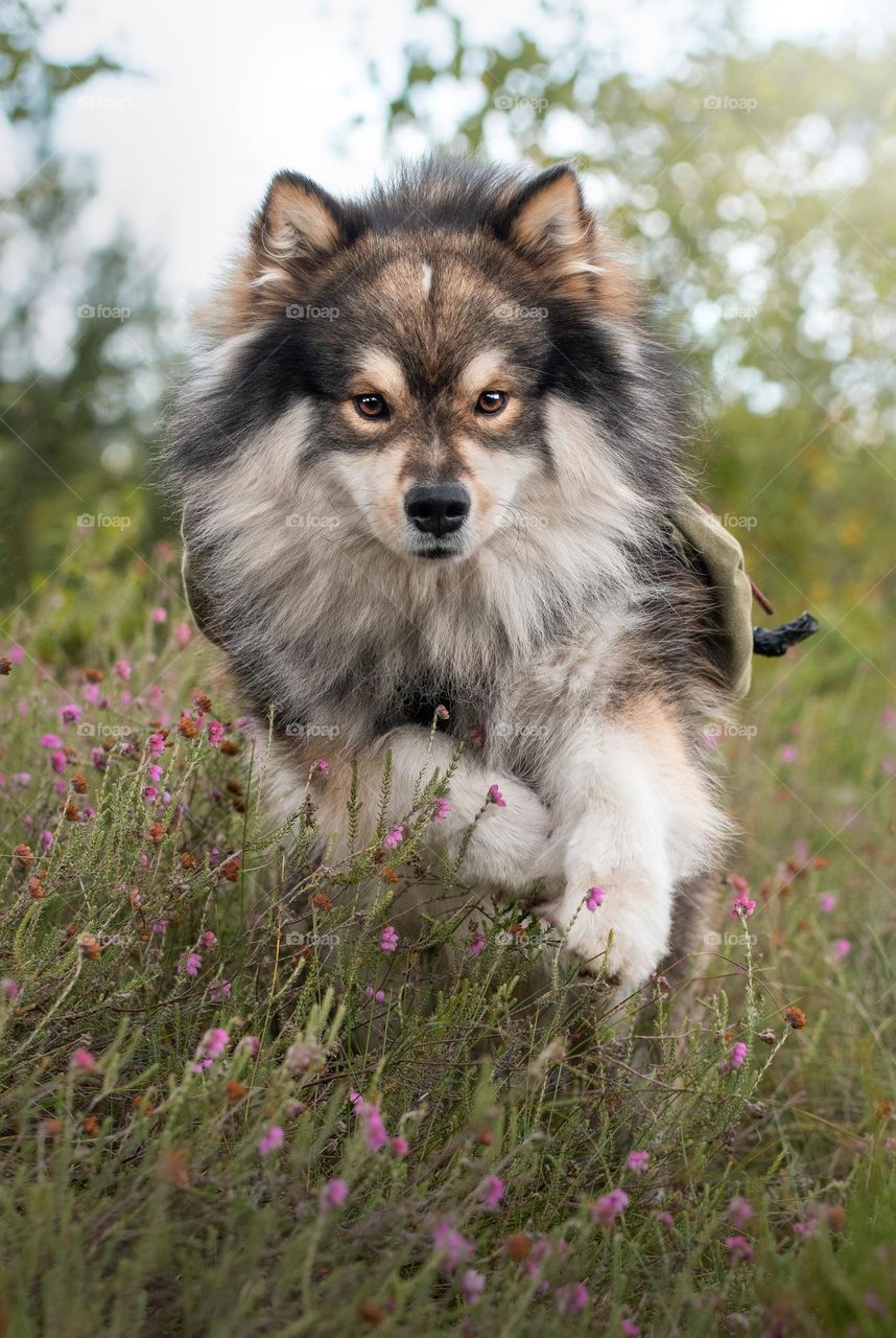 A dog running towards the camera