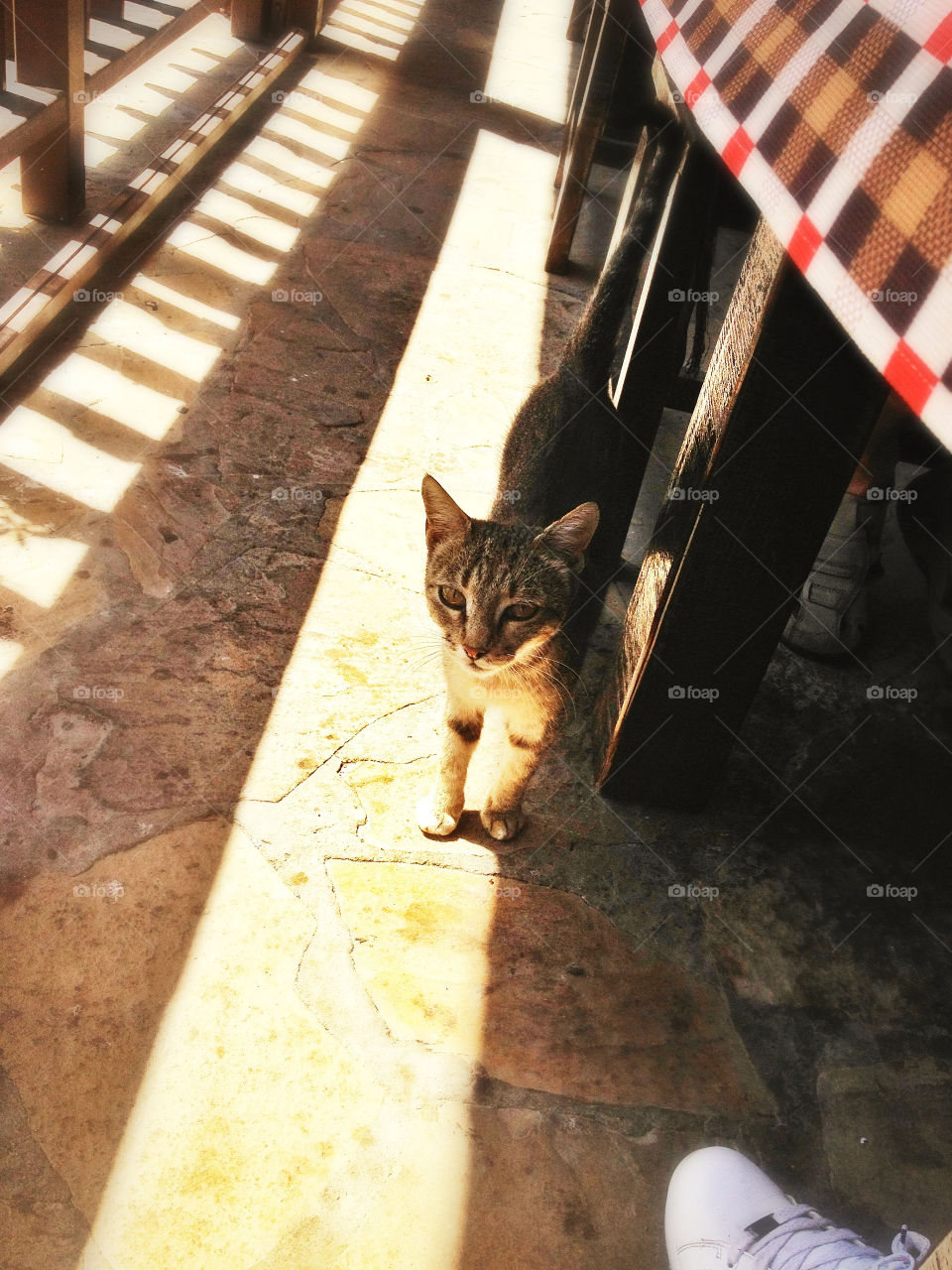 italy cat shadows pets by penguincody