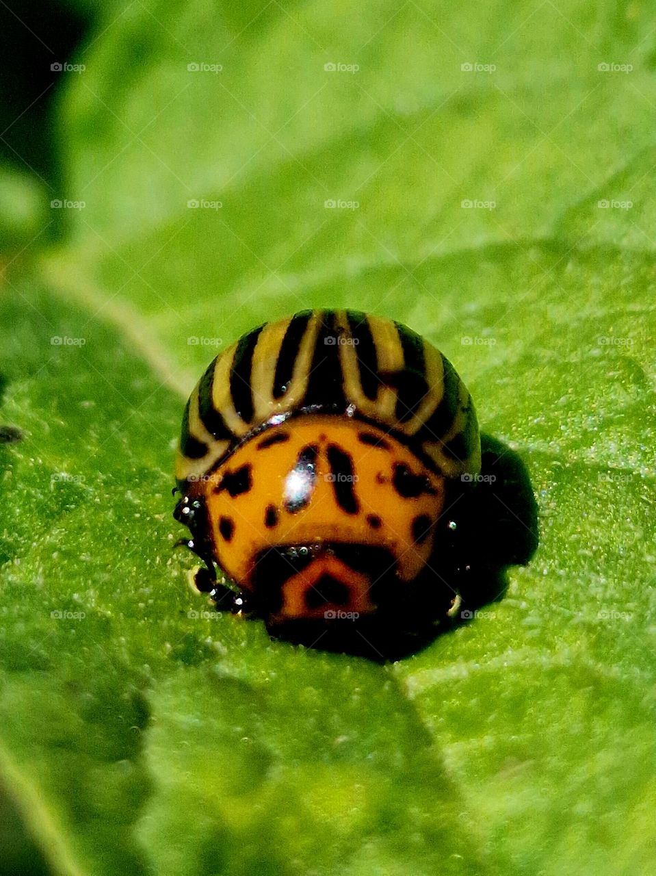 ladybug