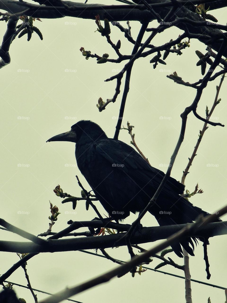 The crow.